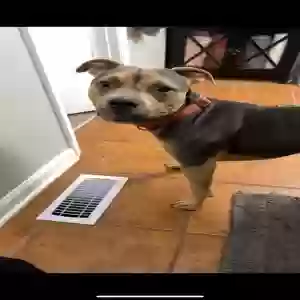 lost female dog lola grace