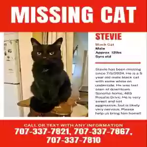 lost male cat stevie