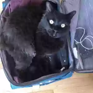 lost male cat gomez