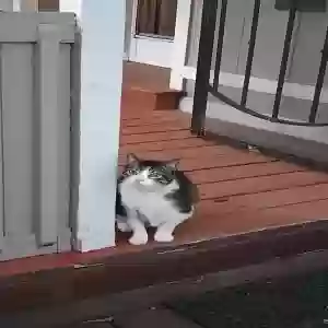 lost male cat butters