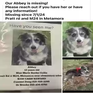 lost female dog abbey