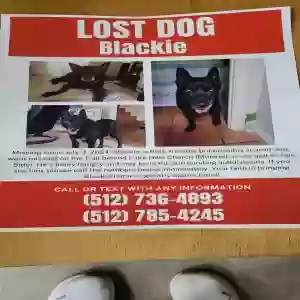 lost male dog blackie