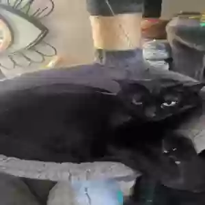 lost female cat lilith