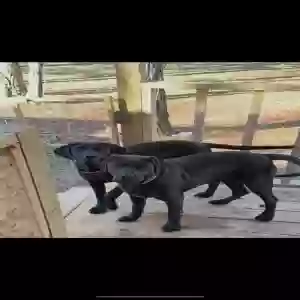 lost male dog draco and spoky