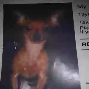 lost male dog link