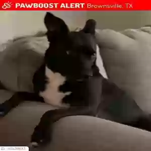lost female dog molly
