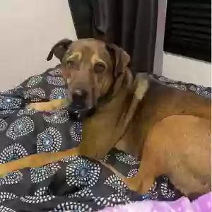 lost female dog sadie