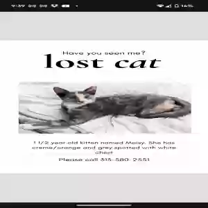 lost female cat maisy
