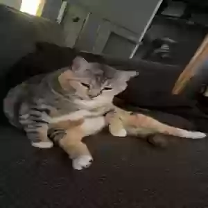 lost female cat missy girl