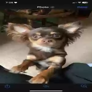 lost female dog koko