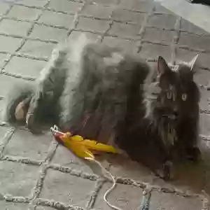 lost female cat ceviche