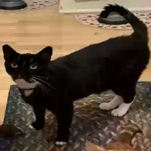 lost male cat steve
