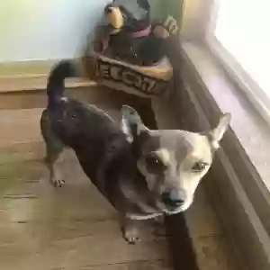 lost male dog wiley