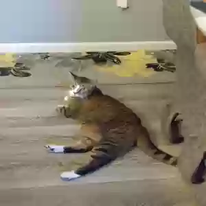 lost male cat jasper