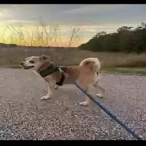 lost male dog milo