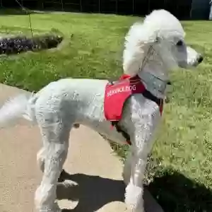 lost male dog pippin
