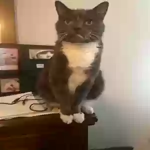 lost male cat percy