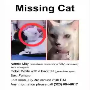 lost female cat mai