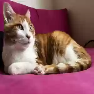 lost male cat king henry