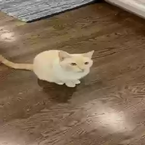 lost male cat george d