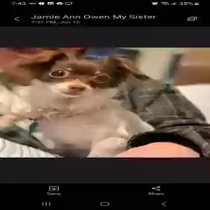 lost female dog sara