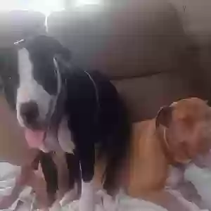lost male dog ace
