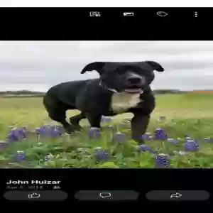lost female dog angel