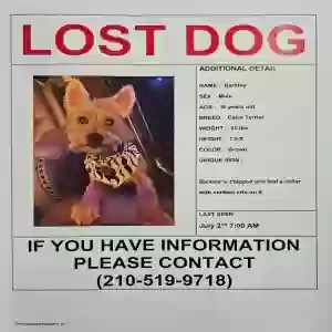 lost male dog barkley
