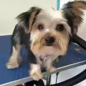 lost female dog lexi