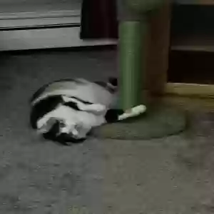 lost female cat meg