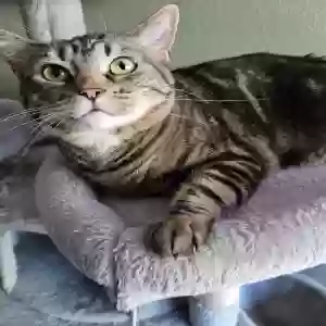lost female cat mama kitty