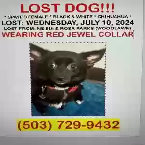 lost female dog jazz