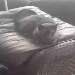 lost female cat cookie