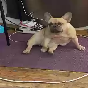lost female dog lo mein