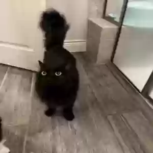 lost female cat diandian