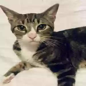 lost male cat unknown