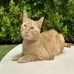 lost male cat pumpkin