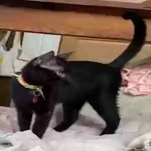 lost male cat mani