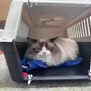 lost male cat johnny