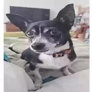lost male dog unknown