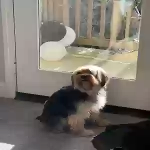 lost male dog ollie