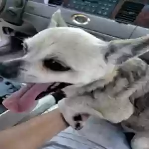 found female dog unknown