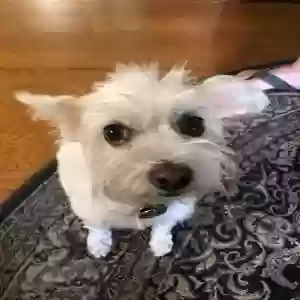 lost male dog unknown