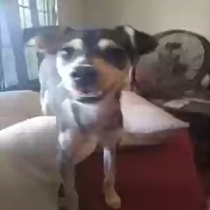 found female dog unknown