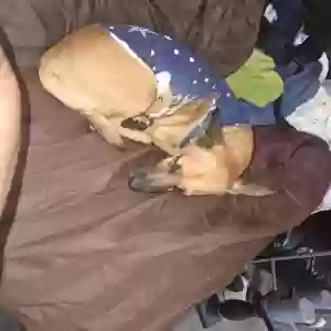 lost female dog mamas