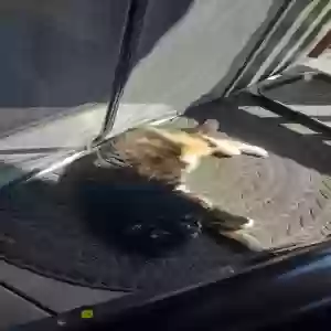 lost female cat mimi