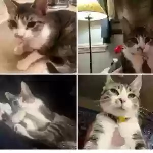lost female cat luna