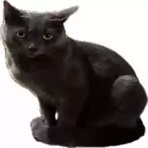 lost male cat bucky