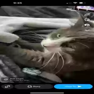 lost female cat nala