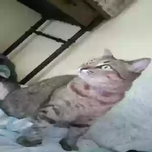 lost female cat pretzel